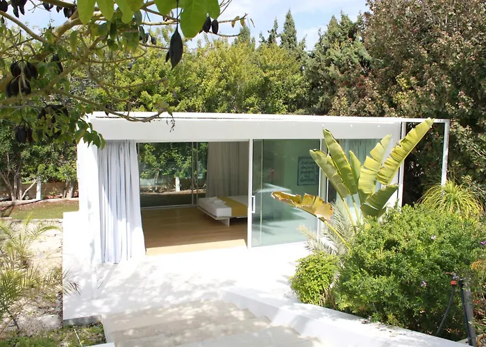 The Olive Tree * 프로타라스