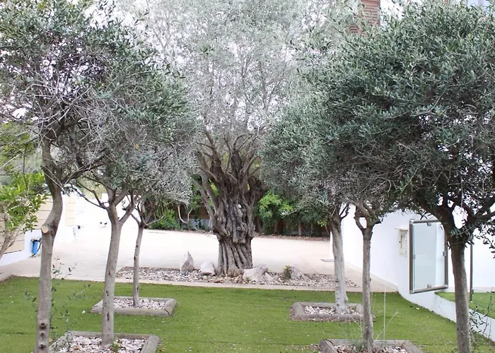 The Olive Tree *