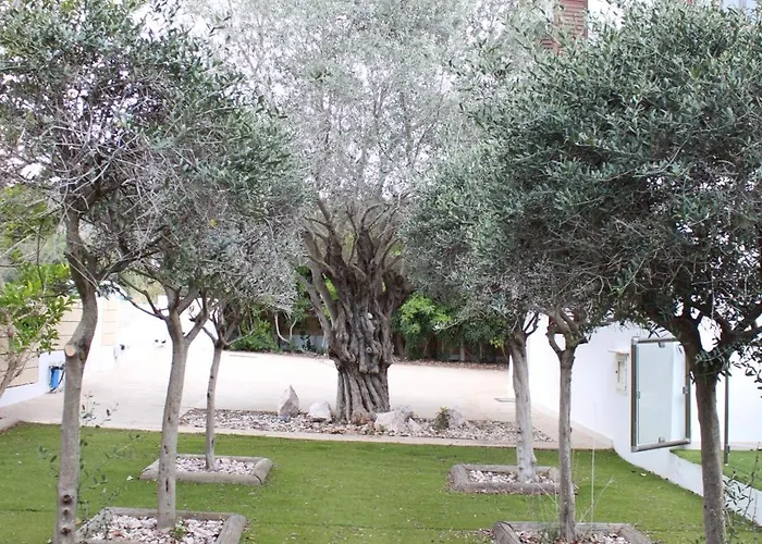 The Olive Tree 别墅 普罗塔拉斯